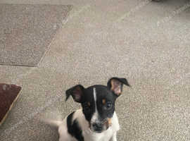 Jack Russell Puppy