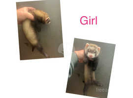 4 young ferrets
