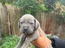 Beautiful Cane Corso Puppies