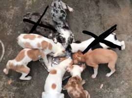 Collie whippet greyhound pups