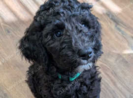 Gorgeous black and white female F1b Sheepadoodle