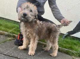 Wheaton terrier