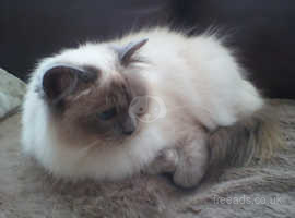 Affectionate Birman Girl looking for a loving permanent home