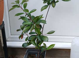 Photinia plant