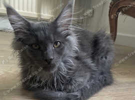 Full Maine Coon GCCF pedigree kittens, World champion line