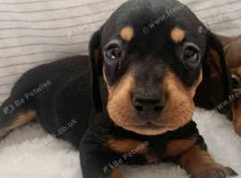 Tiny Kaneishan Daschund puppies
