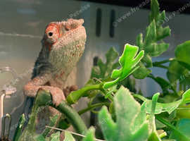 Sambava Panther Chameleons at Birmingham Reptiles