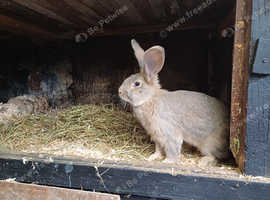 Flemish giant boy