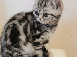 Bsh Silver Tabby Girl.