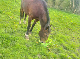 14.2 Welsh x beautiful bay mare
