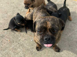 Pug mixed