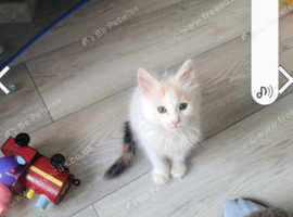 Lily