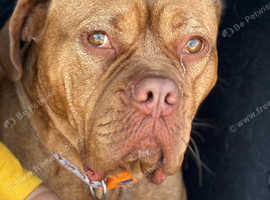 Loving girl looking for new home