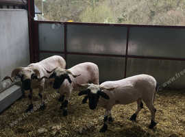 Sheep shearing