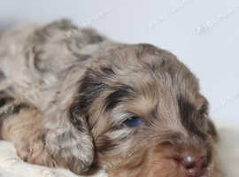 Healthy Chocolate merle f2b cockapoo litter