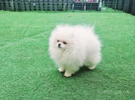 Dapple pomeranian sales