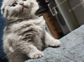 5 kittens Scottish fold and straight
