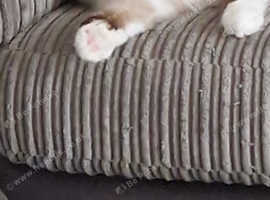Seal Point Ragdoll