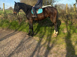 16.2h gelding full green book