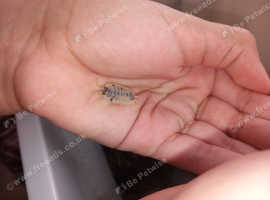 Dairicow isopods for sale