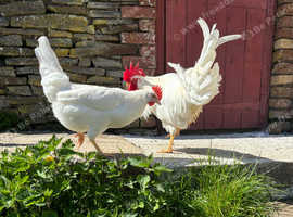 QUALITY PURE BREED WHITE LEGHORN HATCHING EGGS