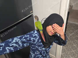 Canaries Parrot