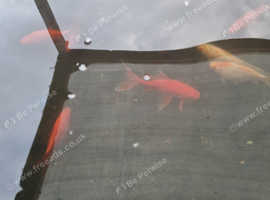 goldfish pond fish