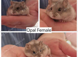 4 Purebred baby campbell dwarf hamsters