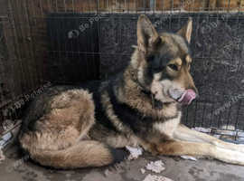 Saarloos Wolfdog X GSD