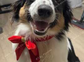 REHOME ASAP. Border collie female