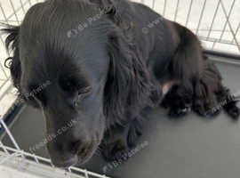 8 month old puppy for sale