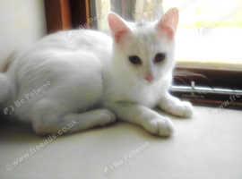 2 Manx Cross Kittens