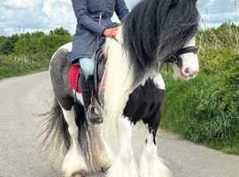 14hh 7 year old Ride and drive cob gelding