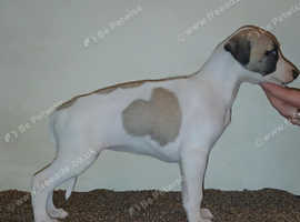 KC whippet pups