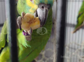 X2. Blue fronted Amazon parrots with cage