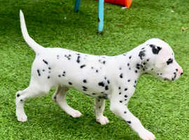 Male Dalmatian Puppy's