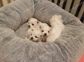 Malteses Puppies and Dogs for sale in Newcastle upon Tyne Freeads