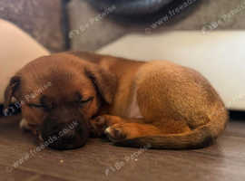 Cheap mixed breed puppies best sale for sale