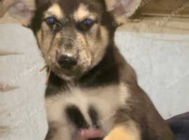 German Shepherd cross Malamute Puppies