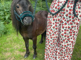 Shetland Stallion