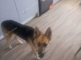 German shepherd cross husky