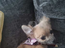 Lovely chihuahua girl for sale