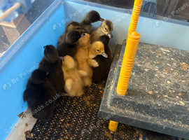 Day Old Welsh Harlequin Ducklings