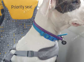 Needing Rehome Our Beloved Prince