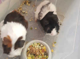 2 x male guinea pigs with indoor cage