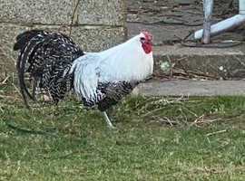 Chickens in Farnham  Find Livestocks at Freeads in Farnham's #1