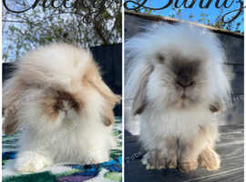 MINI LION LOPS * WAITING LIST NOW OPEN*