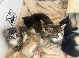 Bengal Cross Kittens