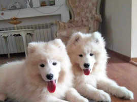 AMAZING Samoyed FCI Puppies Male and Female READY