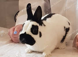 Baby Mini Papilion Rabbits